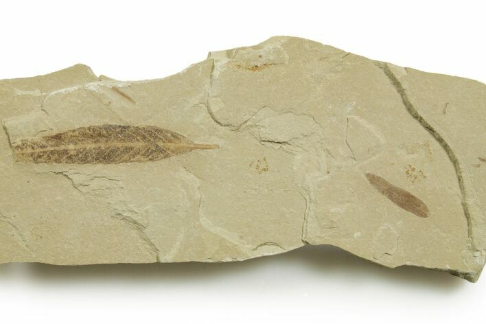 Multiple Fossil Leaf Plate - Green River Formation, Utah #368738
